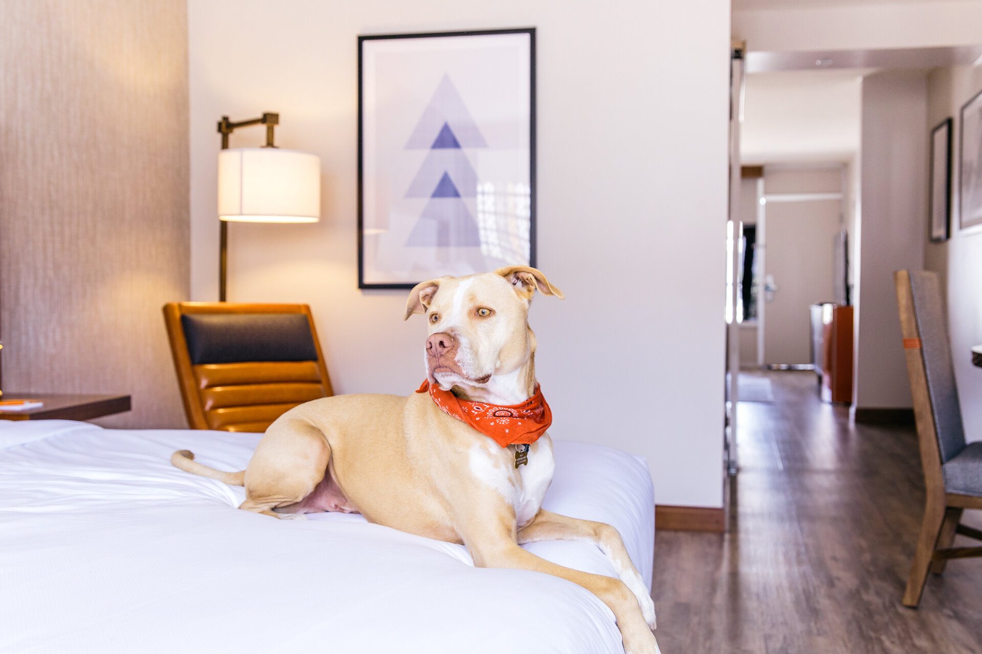 Dog on hotel bed